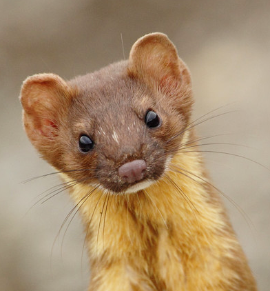 Weasel