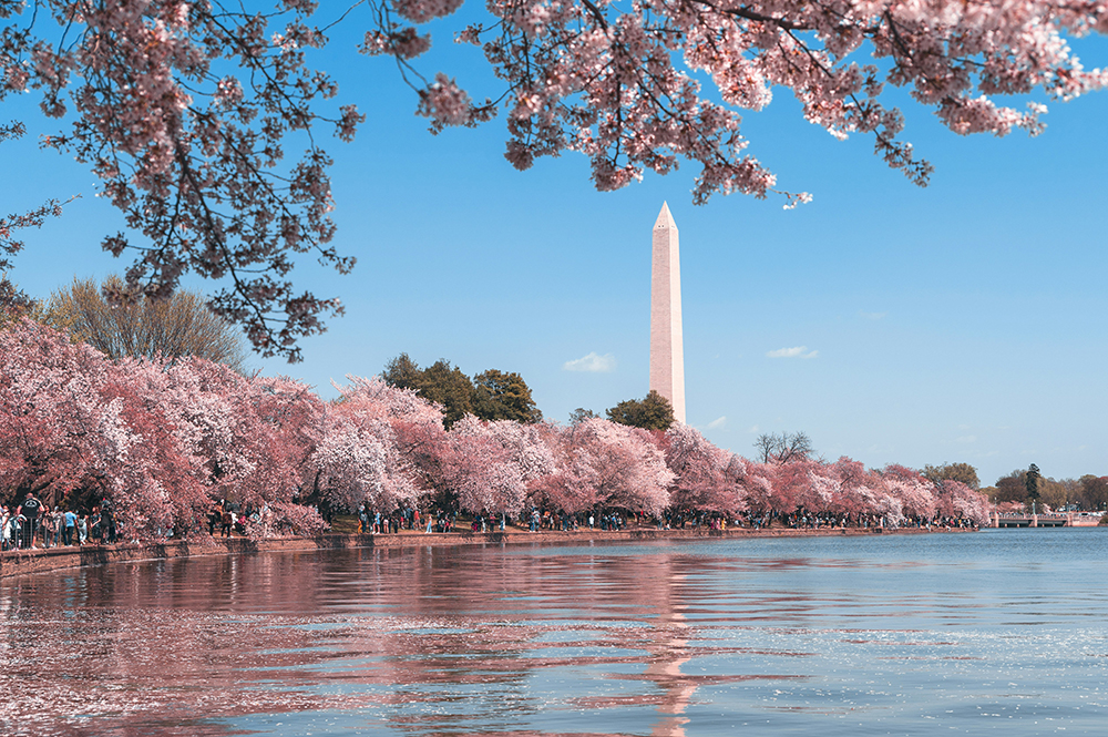 Washington Monument and Reflecting Pool by Andy He